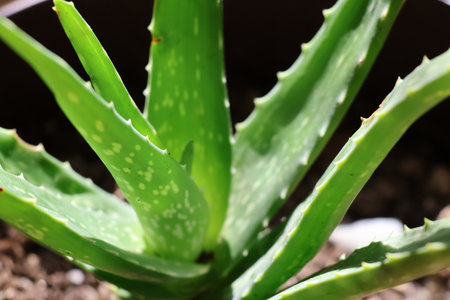 Aloe vera plant close up. Aloe vera is a succulent plant species in the genus Aloe.の写真素材