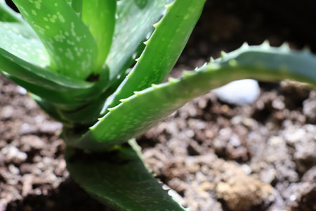 Aloe Vera plant in a pot, close-up, selective focusの写真素材
