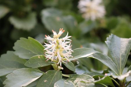 Close up of a white flower on a bush in the garden.の写真素材
