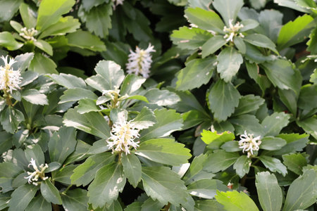 pachysandra flowers in the gardenの写真素材