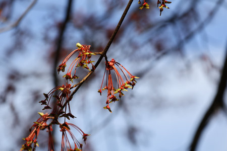 Flowering tree in the park, close-up, springの写真素材