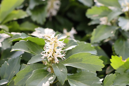 Flowers of a plant with white flowers in the botanical gardenの写真素材