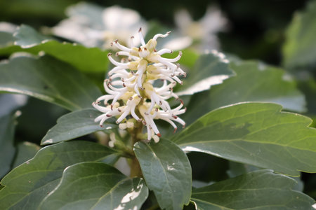 Flowering shrub with white flowers and green leaves in springの写真素材