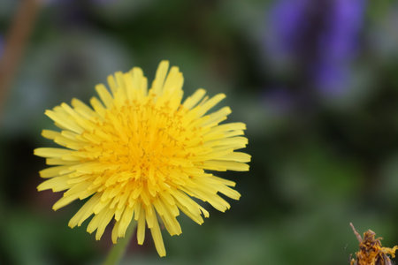 Dandelion flower in the garden, closeup of photo.の写真素材