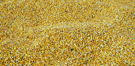 Corn