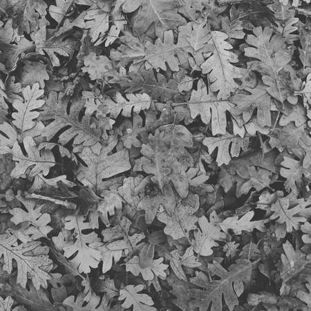 Oak leaves on groundの写真素材