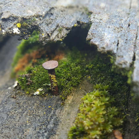 Rusted Nailの写真素材