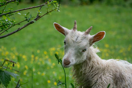 Mountain goats in the alps