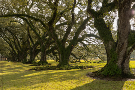 Beautiful old oak trees in the park at sunset,Thailandの写真素材