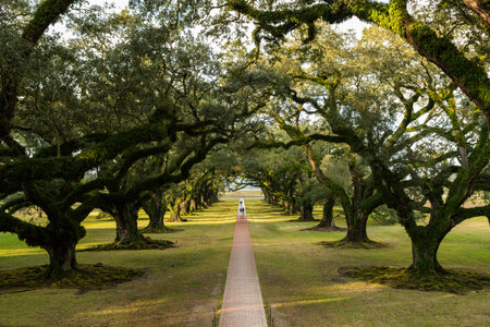 Old oak trees in the Royal Botanic Garden, Victoria, Australiaの写真素材