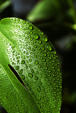 Water drop on leaf macro