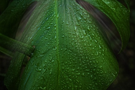 Water drop on leaf macro