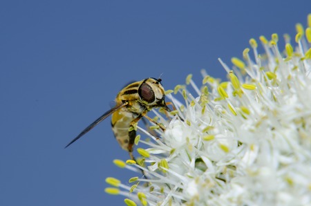 Close up macro photography insects on onion flowerの写真素材