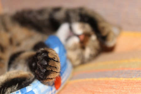 A brown tabby domestic cat closeup sleeping portraitの写真素材