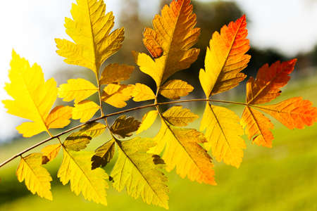 autumn leaf in the colors of autumn, note shallow depth of fieldの写真素材