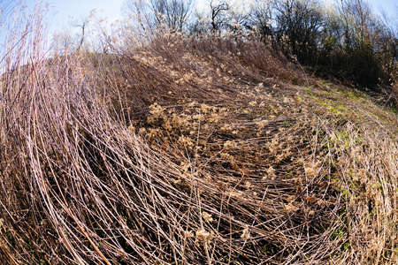 dry field grass after the storm in the nature, note shallow depth of field