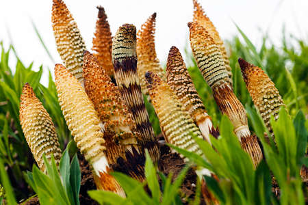 horsetail herb in nature, note shallow depth of field