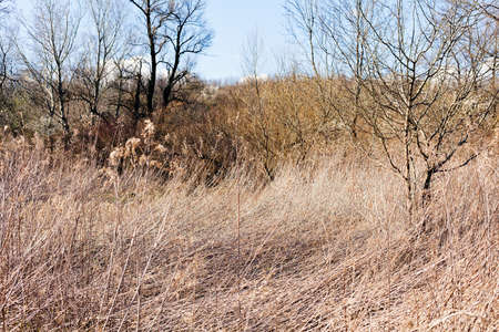 dry field grass after the storm in the nature, note shallow depth of fieldの写真素材