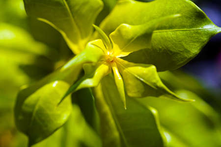 focus on green leaves in nature, note shallow depth of fieldの写真素材