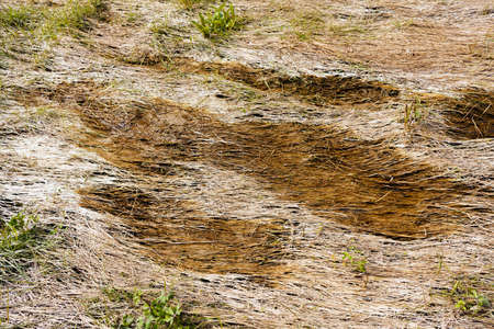 dry grass bent in the swamp, note shallow depth of fieldの写真素材