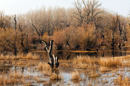 separate part of the swampの写真素材