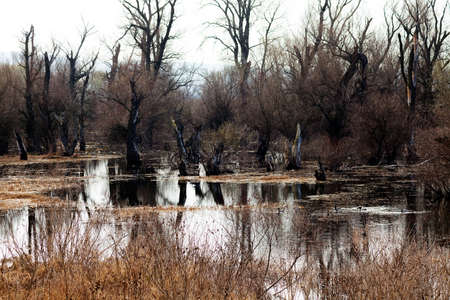 dark swamp in late fall, note shallow depth of field