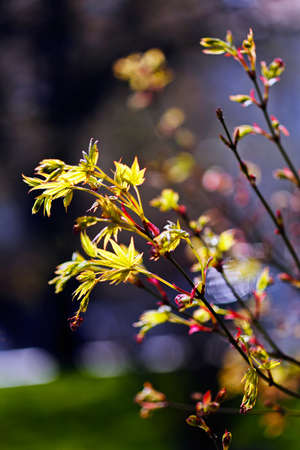 branch with buds on the blurred purple background, note shallow depth of fieldの写真素材