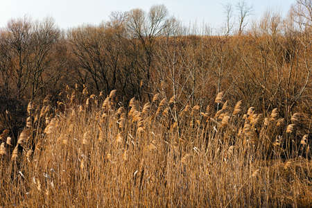 dried grass  in autumn, note shallow depth of fieldの写真素材