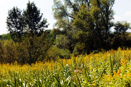 meadow vegetation with trees arround, note shallow depth of field