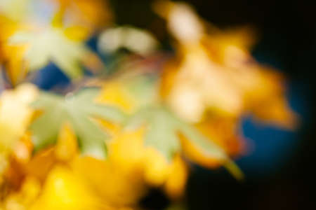 abstract autumn leaves on a sunny day, for blurred backgroundの写真素材