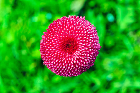 pink chrysanthemum flower on the green backgroundの写真素材
