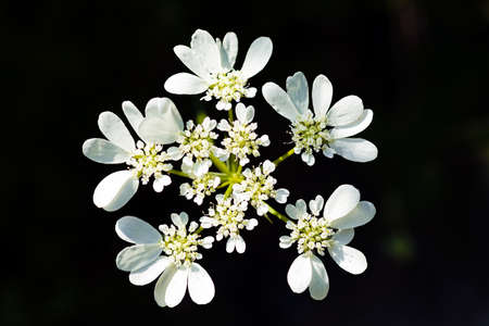 Branch with small white flowers on natural black backgroundの写真素材