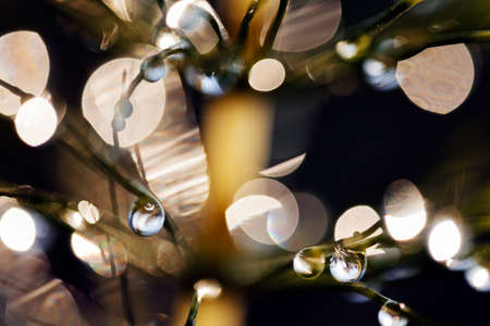 reflections of raindrops on the plant , for blurred backgroundの写真素材