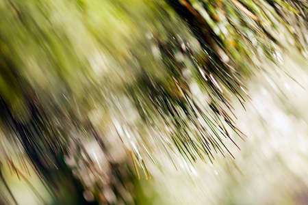 Pine tree branch; blurred 100%