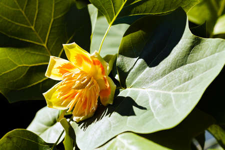 Yellow tulip tree flower on green leafs background