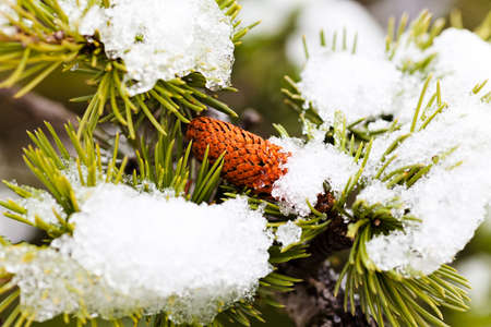 Closeup of pine tree branches with one cone, under snowの写真素材