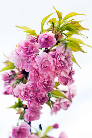 beautiful pink flowers on the branch on the white background, note shallow depth of fieldの写真素材