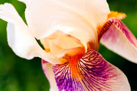 White iris blossoming in a garden; note shallow depth of field