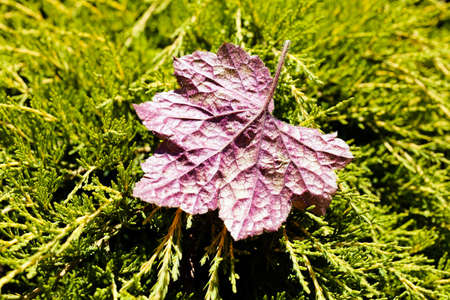 pink leaf on a branch of a foreign, note shallow depth of fieldの写真素材