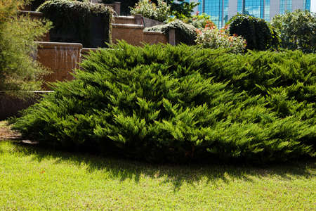 evergreen ornamental shrubの写真素材