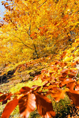 autumn leaves on a sunny day, note shallow depth of fieldの写真素材