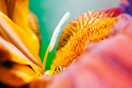 Closeup of an anther of a red iris flower in bloom; shallow depth of fieldの写真素材