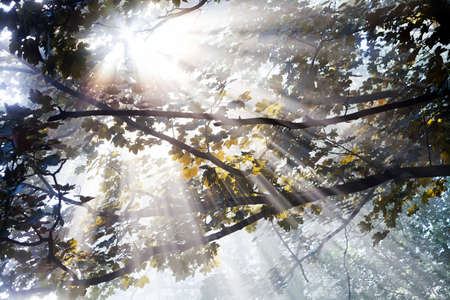 Rays of sunlight coming through treetop on sunny morningの写真素材