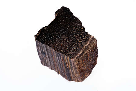 woody opal on the white backgroundの写真素材