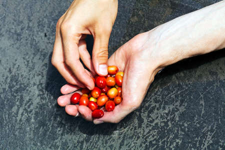 red and yellow leaves in the hands of, note shallow depth of fieldの写真素材