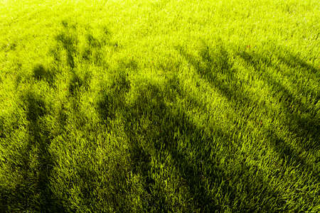 Treetop shadow on short green grass on sunny day