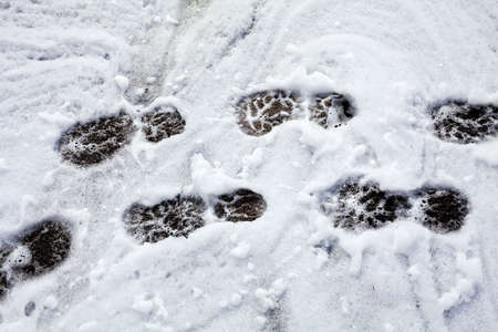 Footsteps on the melting snow
