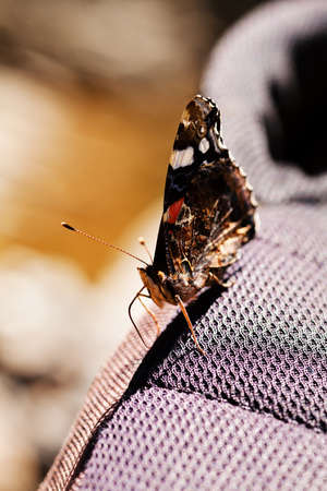 butterfly red admiral on canvas, note shallow depth of fieldの写真素材