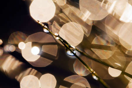 reflections of raindrops on the plant, light, for blurred backgroundの写真素材