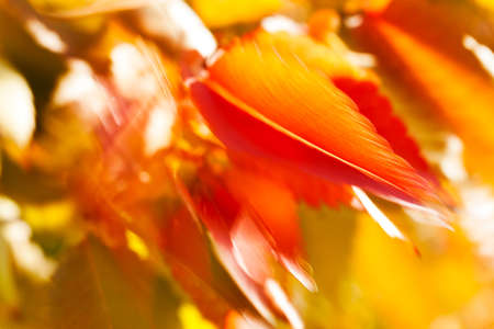 Abstract red and yellow leaves on sunshine, note shallow depth of fieldの写真素材